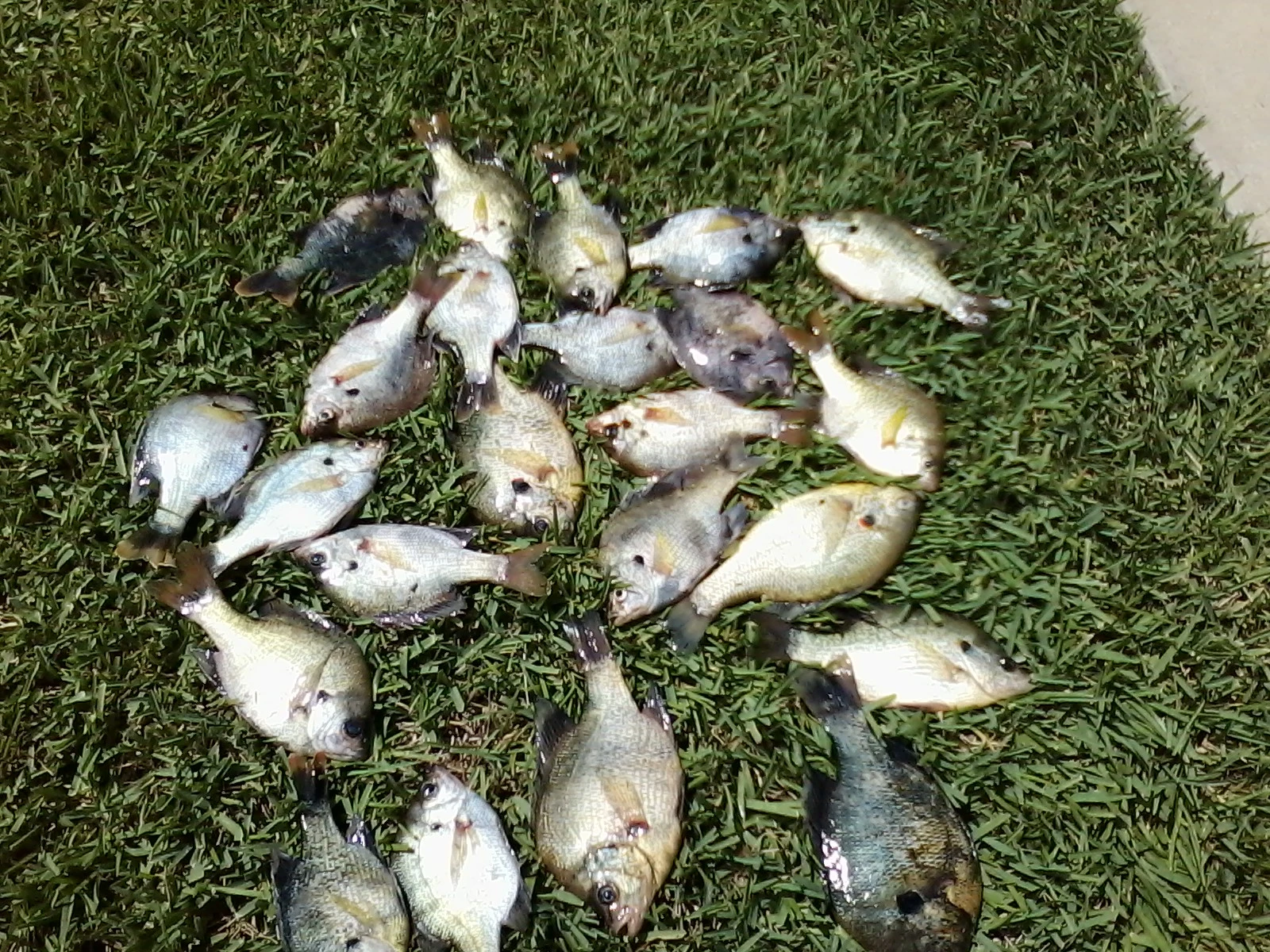 gills 2